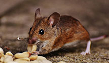 24 Hour & Emergency Exterminators in Fayetteville Municipal Airpo, NC